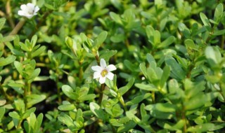 假马齿苋有毒吗 马齿苋 有毒吗