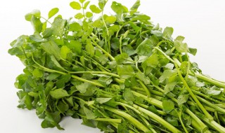 西洋菜怎么洗才干净（西洋菜怎么洗才干净图片）