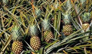 菠萝是什么季节的 菠萝是什么季节的水果C一个,一个就够了