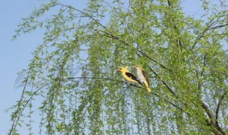 两个黄鹂鸣翠柳表达了作者什么感情 两个黄鹂鸣翠柳的作者是谁写的