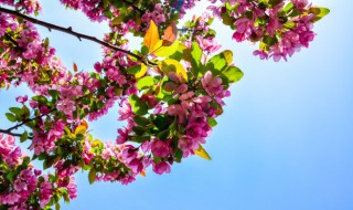 异花传粉是什么意思 异花传粉是什么意思呀