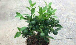 桔子的养殖方法(桔子的养殖方法和技术)