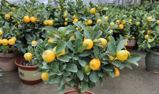 金桔树的养殖方法（金桔树的养殖方法和注意事项:忌花期喷水）