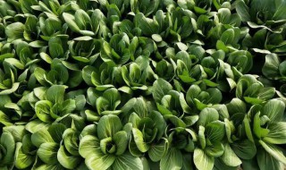 寒露种什么蔬菜（寒露种什么蔬菜最好）