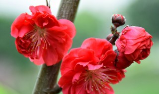 红梅花养殖方法（红梅花养殖方法和技巧）