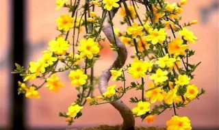 迎春花养殖方法 迎春花养殖方法视频