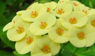 虎刺梅养殖方法（虎刺梅养殖方法及图片）