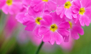 报春花的养殖方法 报春花的养殖方法和注意事项 盆栽