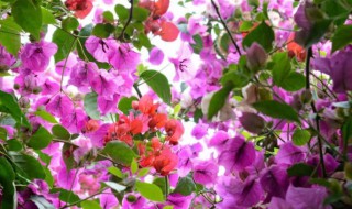 乱花渐欲迷人眼的寓意是什么 乱花渐欲迷人眼的寓意是什么意思