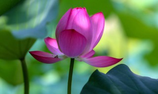 旱荷花的养殖方法 旱荷花的养殖方法视频