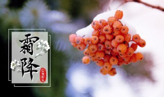 霜降养生喝什么粥好 霜降喝什么汤最养生