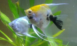 燕鱼养殖方法（燕鱼的养殖方法和注意事项）