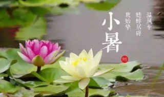 小暑喝什么养生汤（大暑喝什么养生汤）