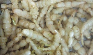 地灵的腌制方法（地灵的腌制方法糖醋）