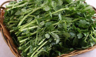 西洋菜哪个部分不能吃(西洋菜为什么不能多吃)