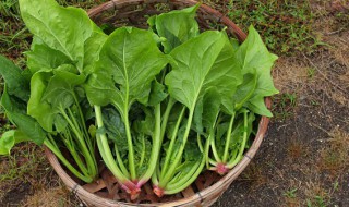 绿叶菜都含草酸吗(绿叶菜都含草酸吗为什么)