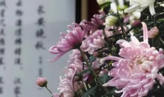 不是花中偏爱菊此花开尽更无花寓意（不是花中偏爱菊此花开尽更无花的意思是）