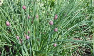 野葱能不能吃(野山葱能吃吗)