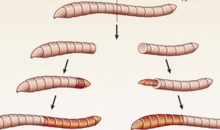 蛞蝓对人体有什么危害（蛞蝓对人体有什么危害蝓怎么消灭）