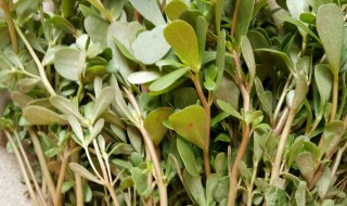 鲜马齿苋怎么保存（鲜马齿苋怎样保存）