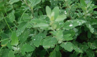 曲曲菜怎么保存（曲曲菜怎么保存又鲜又不烂）