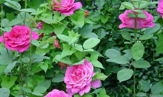 爬藤月季栽种方法 爬藤月季栽种方法介绍