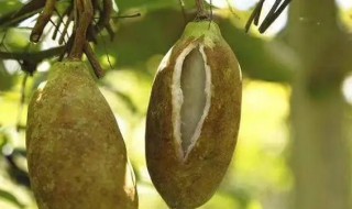 八月瓜的皮有什么功效（8月瓜皮的功效）