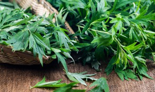 艾草泡水喝有什么功效和作用 艾草泡水喝有什么功效和作用长期