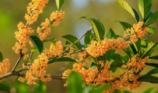 桂花茶有什么功效 罗汉果芯桂花茶有什么功效