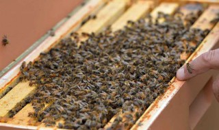 蜂胶软胶囊的作用与功效是什么（盛力源牌蜂胶软胶囊的作用与功效是什么）