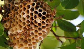 蜂巢泡酒有什么功效（蜜蜂和蜂巢泡酒有什么功效）