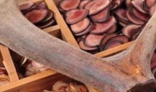 鹿茸有什么作用与功效（鹿茸什么功效和作用）