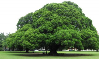 榕树种植方法 榕树种植方法和注意事项