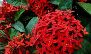 仙丹花怎么养 仙丹花怎么养才开花