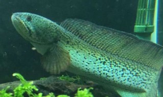 雷龙鱼养殖（雷龙鱼养殖环境）