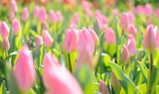 郁金香怎么养殖 郁金香怎么养殖方法水培