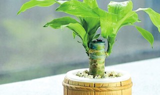 巴西木如何养殖（巴西木养殖方法）