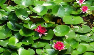 迷你睡莲怎么养（迷你睡莲的种植方法）