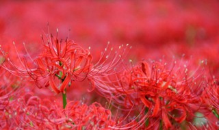 彼岸花传说的由来（彼岸花传说的由来是什么）