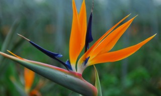 天堂鸟花语是什么 天堂鸟绿植的花语是什么