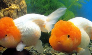 鹅头红怎么养 鹅头红养几条