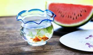 热带鱼怎么养殖 热带鱼怎么养殖视频