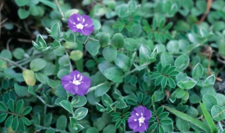 土丁桂是什么 土丁桂的功效与作用