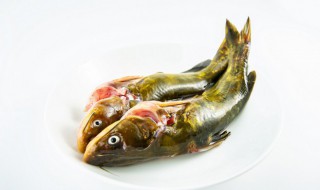 黄骨鱼什么鱼 黄骨鱼什么鱼好吃