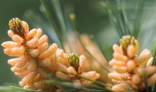 松树花粉怎么采集（如何采集松花粉）