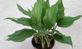 万年青开花代表什么 万年青开花代表什么寓意