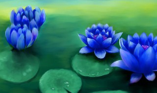 蓝莲花代表什么（蓝莲花代表什么动物）