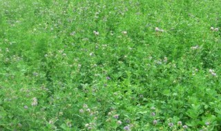 苜蓿草有什么用（苜蓿草有什么用处和功效）