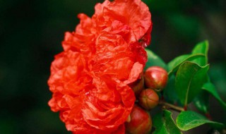 石榴花怎么养才能养活（石榴花如何养）