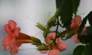 炮仗花与凌霄花有什么区别（炮仗花和凌霄花的区别）